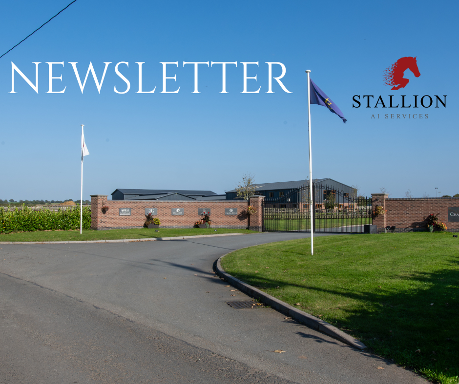 Stallion AI Services Newsletter